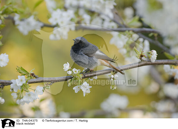 black redstart / THA-04375