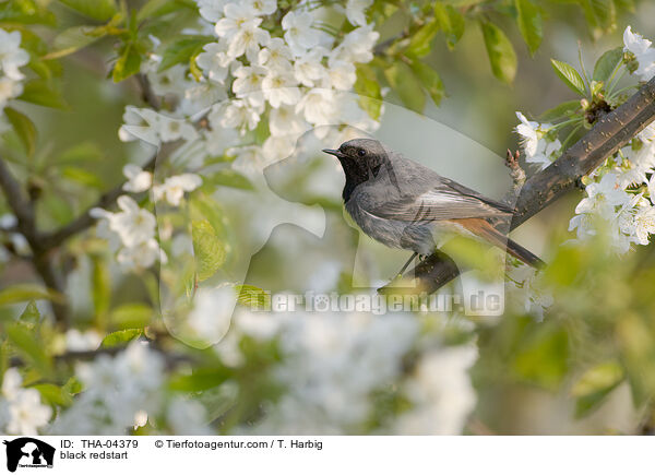 Hausrotschwanz / black redstart / THA-04379
