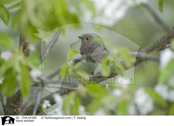 black redstart / THA-04380