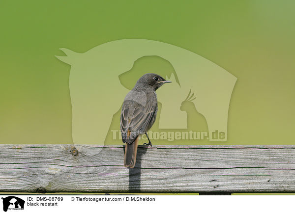 black redstart / DMS-06769