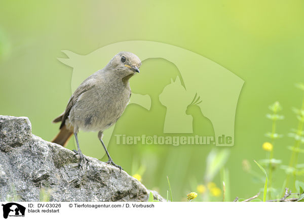 black redstart / DV-03026