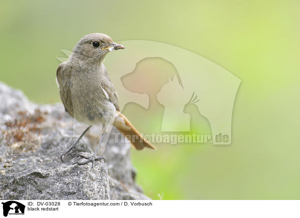 black redstart / DV-03028