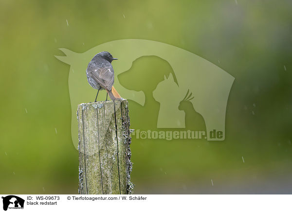 black redstart / WS-09673