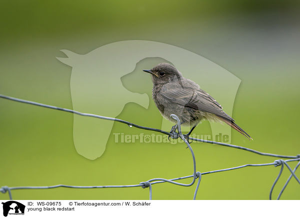 young black redstart / WS-09675