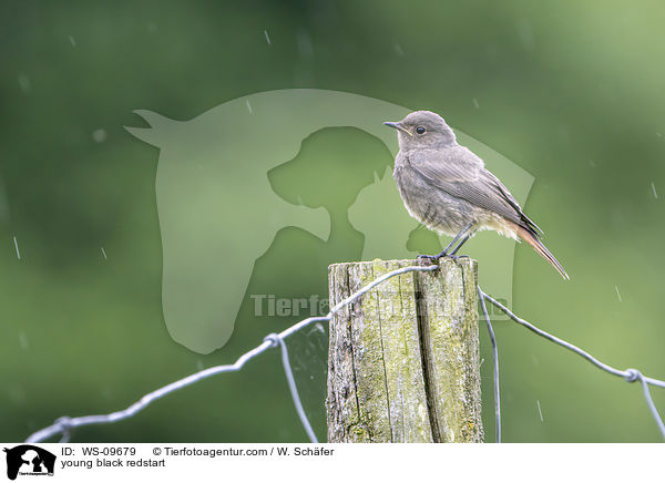 young black redstart / WS-09679