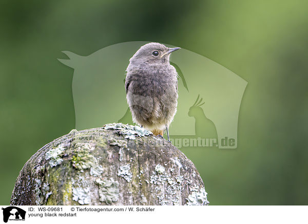young black redstart / WS-09681