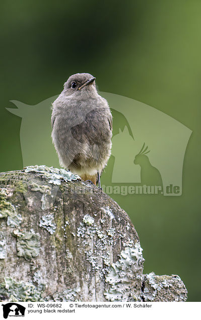 young black redstart / WS-09682