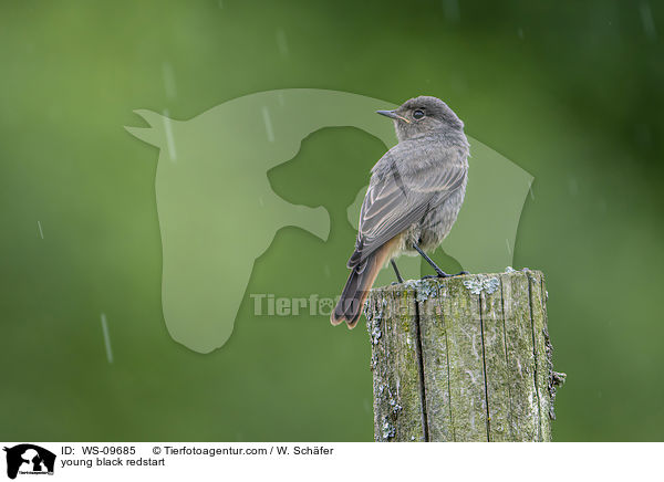 young black redstart / WS-09685