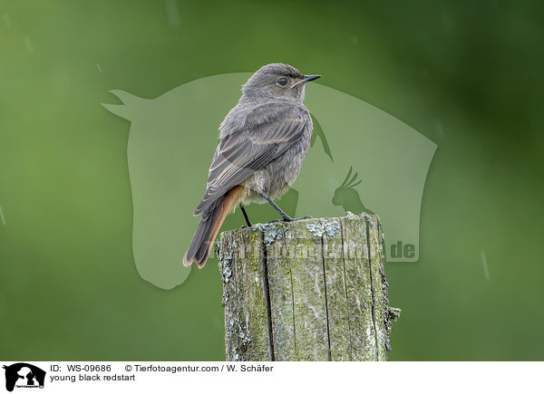 young black redstart / WS-09686