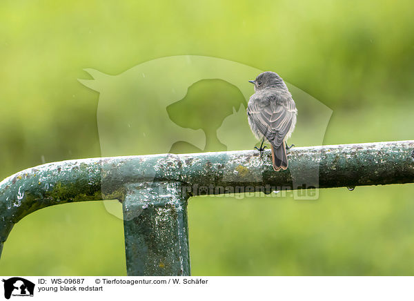 young black redstart / WS-09687