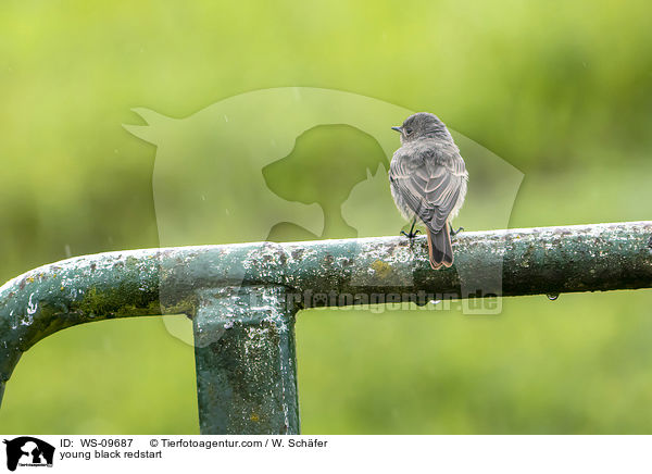 junger Hausrotschwanz / young black redstart / WS-09687