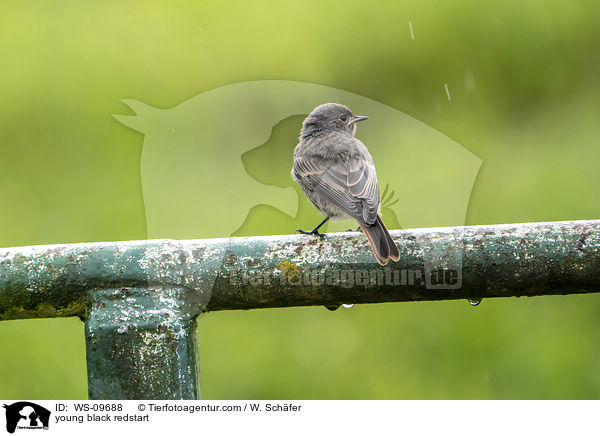 young black redstart / WS-09688