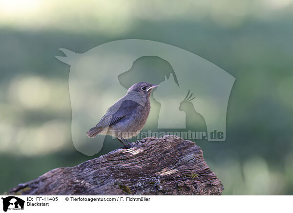 Hausrotschwanz / Blackstart / FF-11485