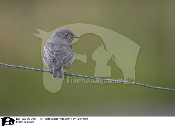 black redstart / WS-09905