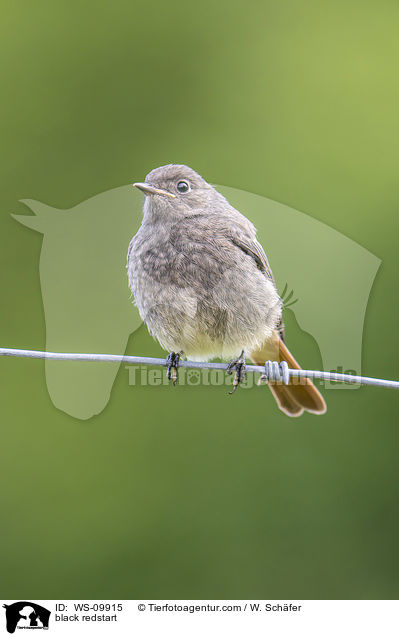 black redstart / WS-09915