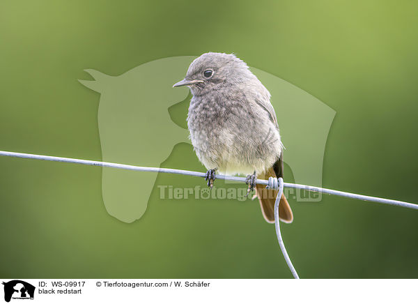 black redstart / WS-09917