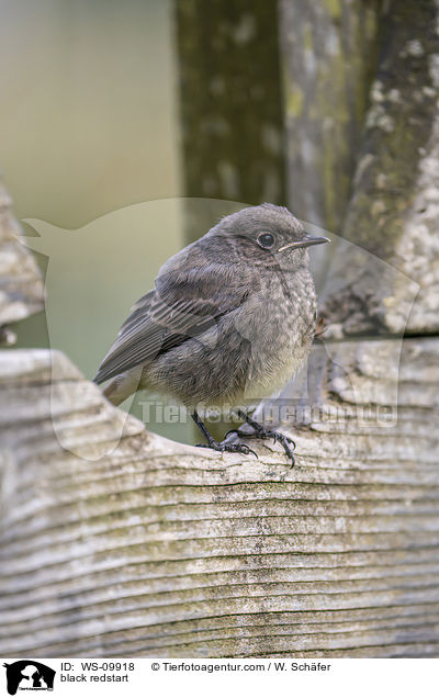 black redstart / WS-09918