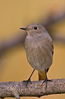 black redstart