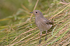 black redstart