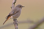 black redstart