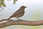 black redstart