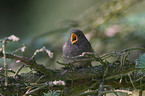 black redstart