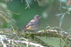 black redstart