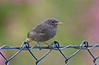 black redstart