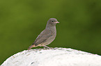 black redstart