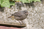 black redstart