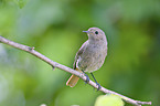 black redstart