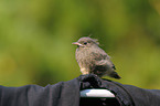 black redstart