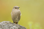 black redstart