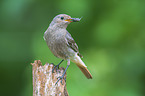 black redstart