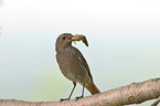 black redstart