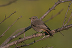 black redstart