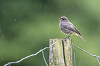 young black redstart