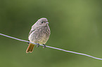 black redstart