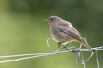 black redstart