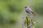 black redstart