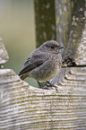 black redstart