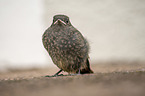 black redstart