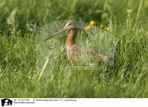 Uferschnepfe / black-tailed godwit / FL-01156