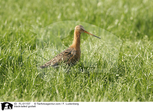 Uferschnepfe / black-tailed godwit / FL-01157