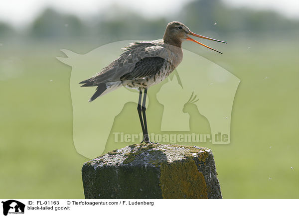 Uferschnepfe / black-tailed godwit / FL-01163