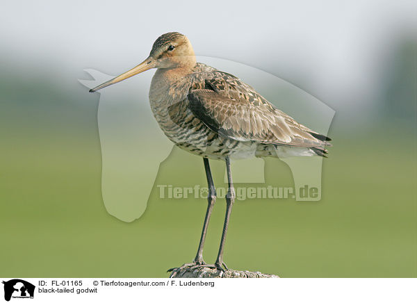 Uferschnepfe / black-tailed godwit / FL-01165