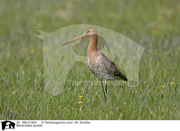 Black-tailed godwit / WS-01820