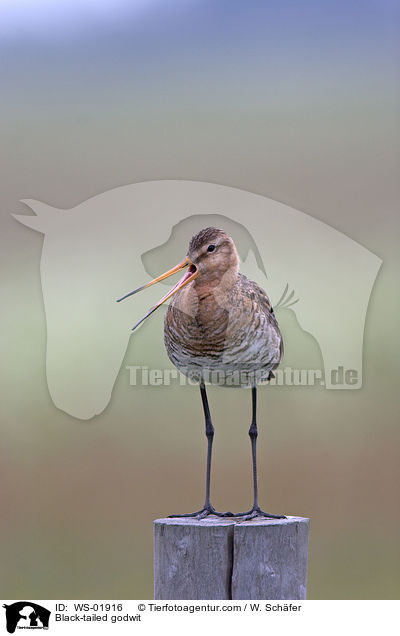 Uferschnepfe / Black-tailed godwit / WS-01916