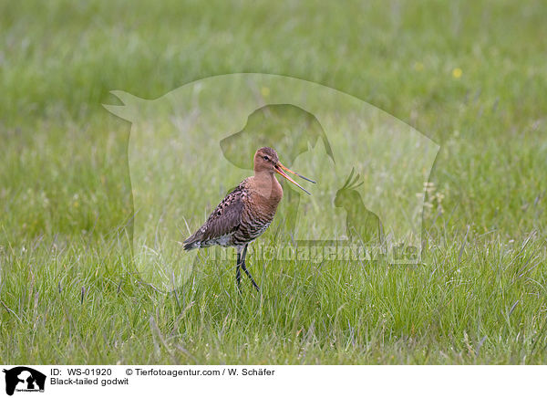 Uferschnepfe / Black-tailed godwit / WS-01920