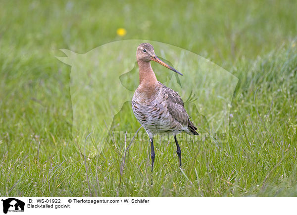 Uferschnepfe / Black-tailed godwit / WS-01922